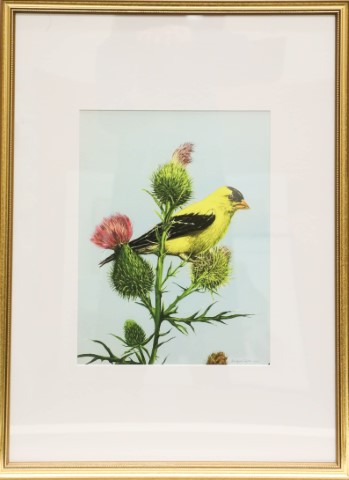 Image of Goldfinch by Jean Marie Smith from Goshen